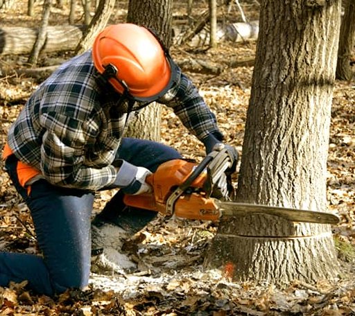 Tree Removal in Wolf Creek, MT